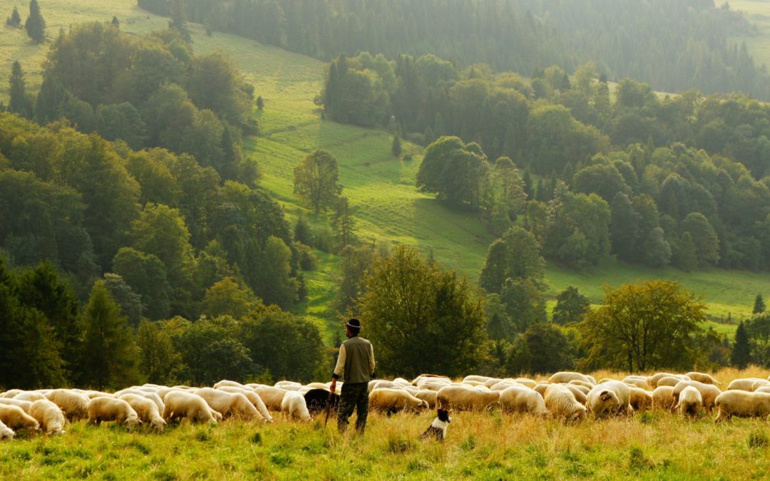 A Shepherd’s Look at Psalm 23 – Book Review